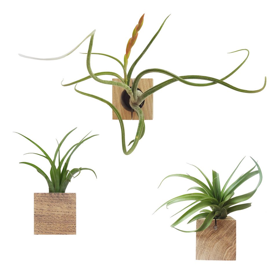 Hangende luchtplantenhouders, inclusief 3 luchtplanten, 6 × 6 × 6 cm