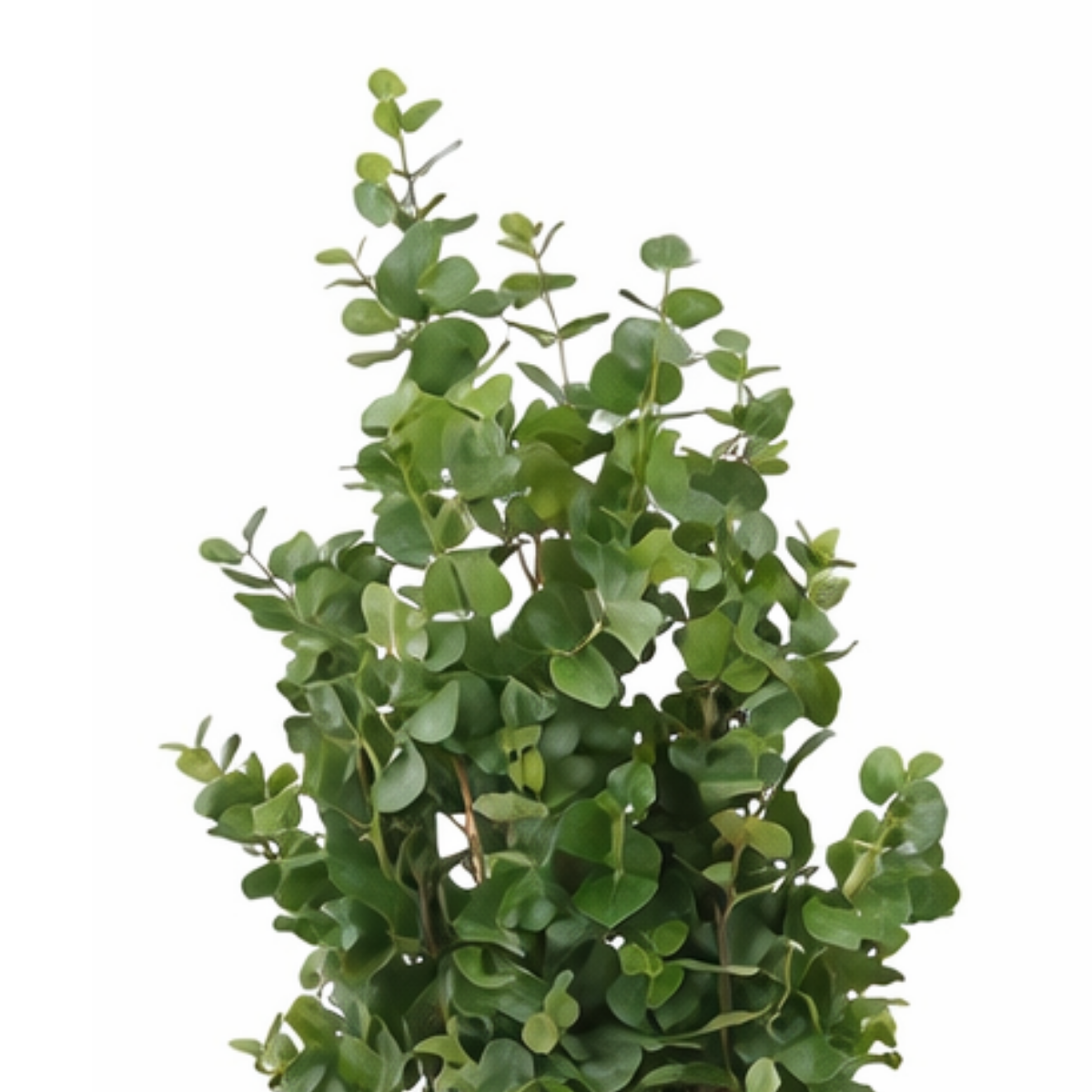 Eucalyptus kunstplant, 175 cm
