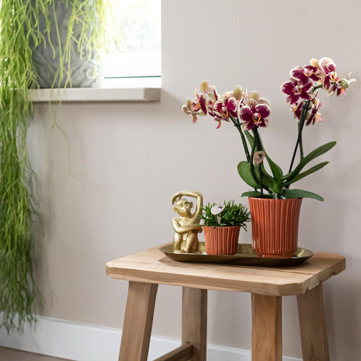 Phalaenopsis orchideeën surprise box, 4 stuks, eenkleurig, potmaat Ø 9 cm