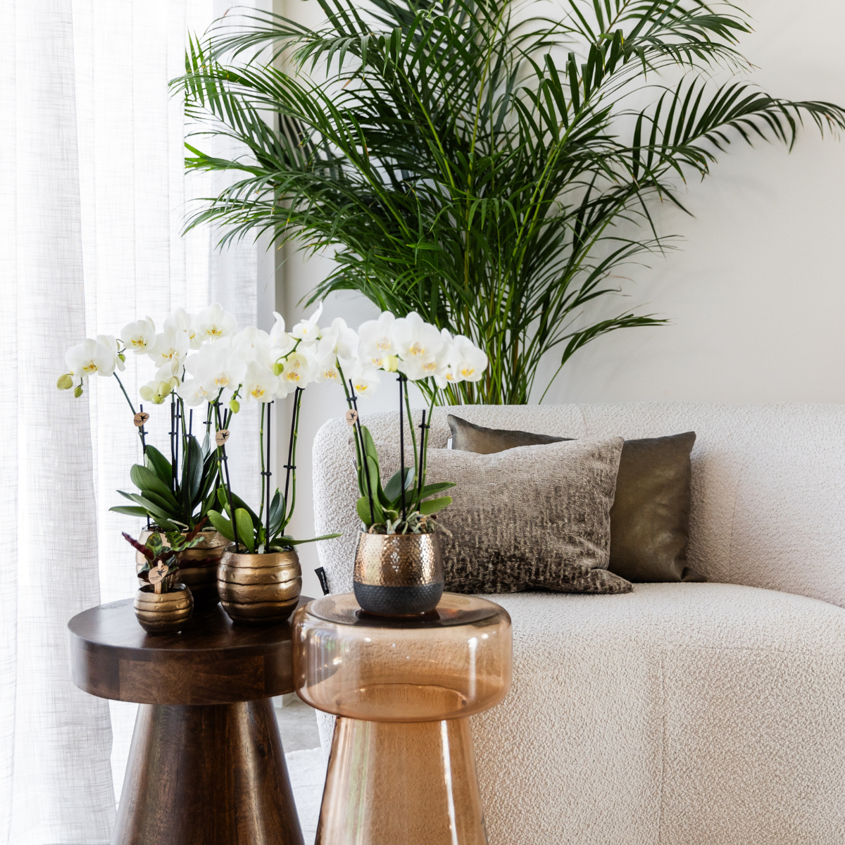 Witte Phalaenopsis orchideeën, combi deal 2 stuks, 45 cm, potmaat Ø 12 cm