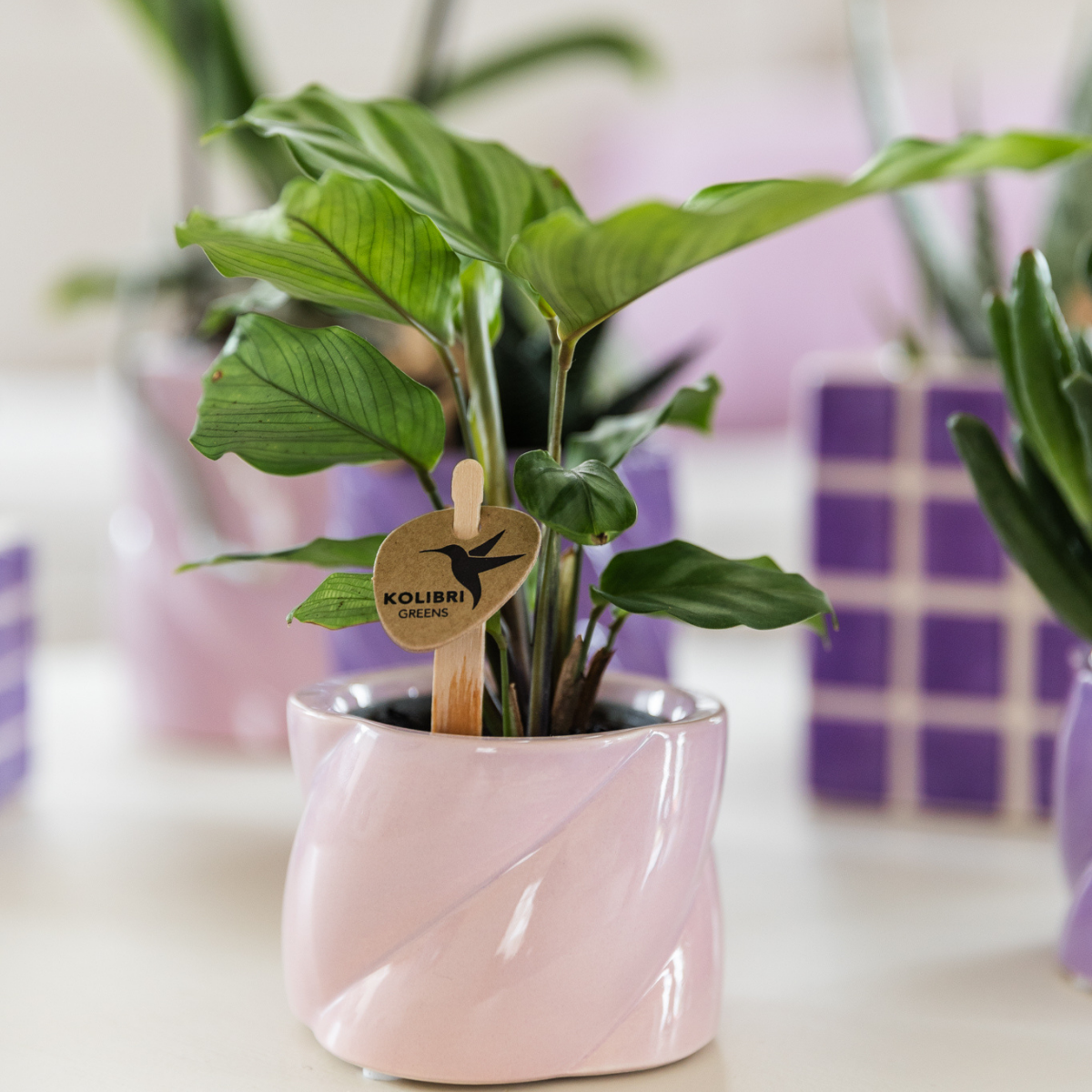 Calathea, groene kamerplant, potmaat Ø 6 cm