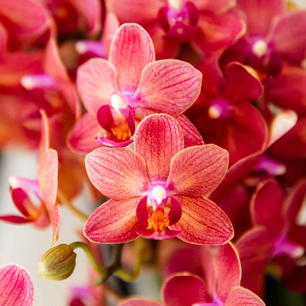 Rode Phalaenopsis orchidee Congo, 35 cm, potmaat Ø 9 cm