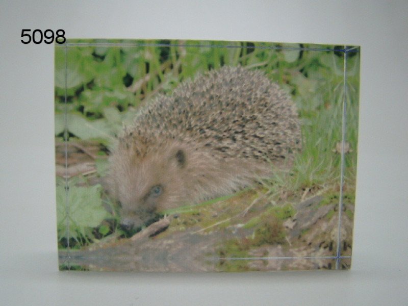 Egel glasblokje