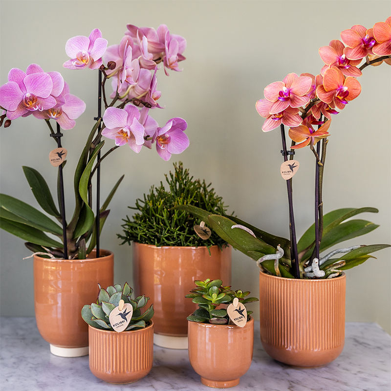 Oudroze Phalaenopsis orchideeën Treviso, combi deal 2 stuks, 45 cm, potmaat Ø 9 cm