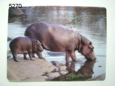 Nijlpaard, 3D placemat
