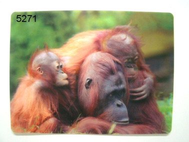 Orang oetan, 3D placemat