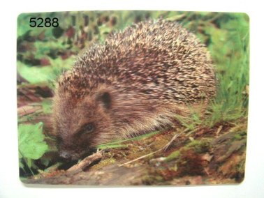 Egel, 3D Placemat