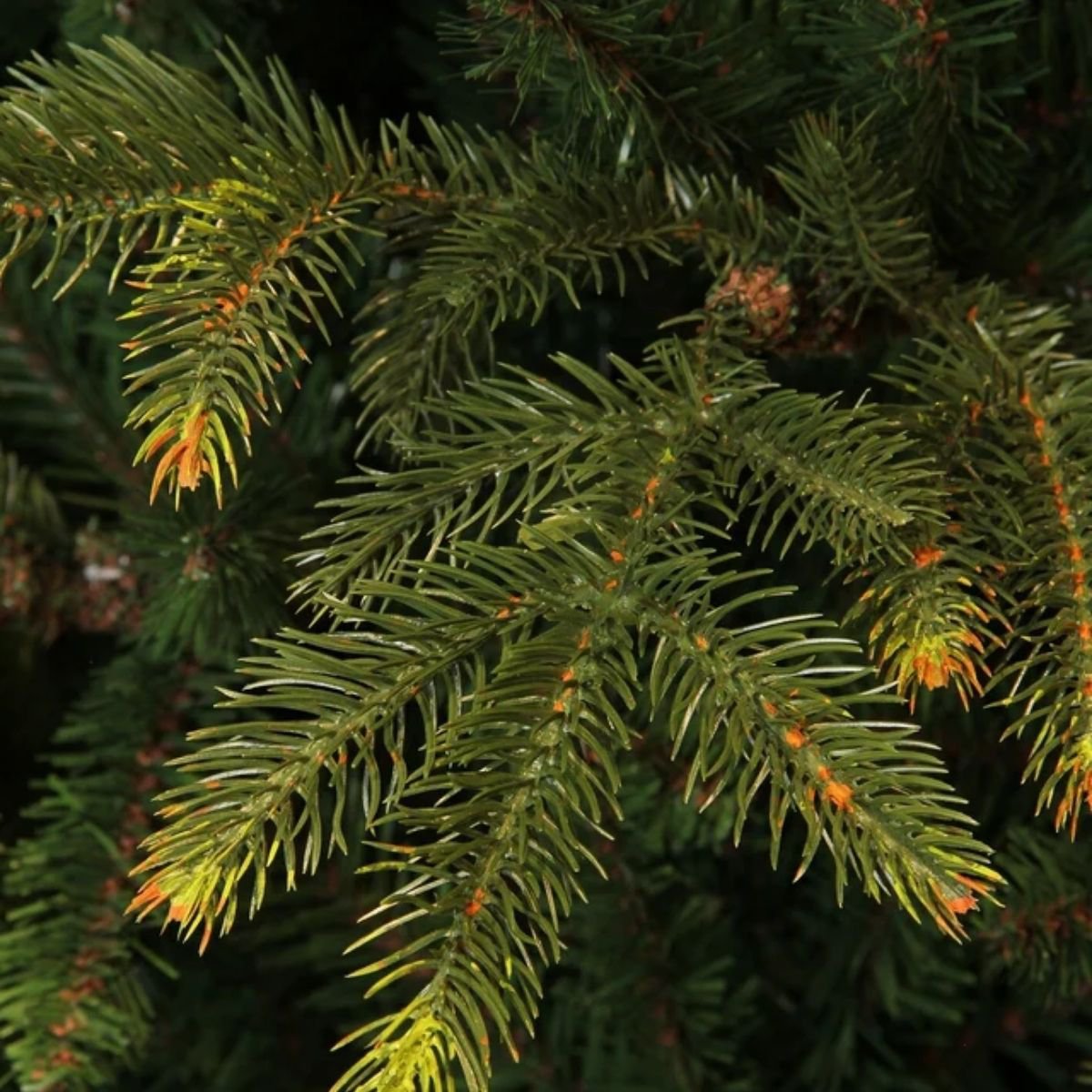 Frasier kunstkerstboom, 155 cm, Ø 109 cm