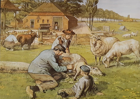 Landleven, schapen scheren ansichtkaart
