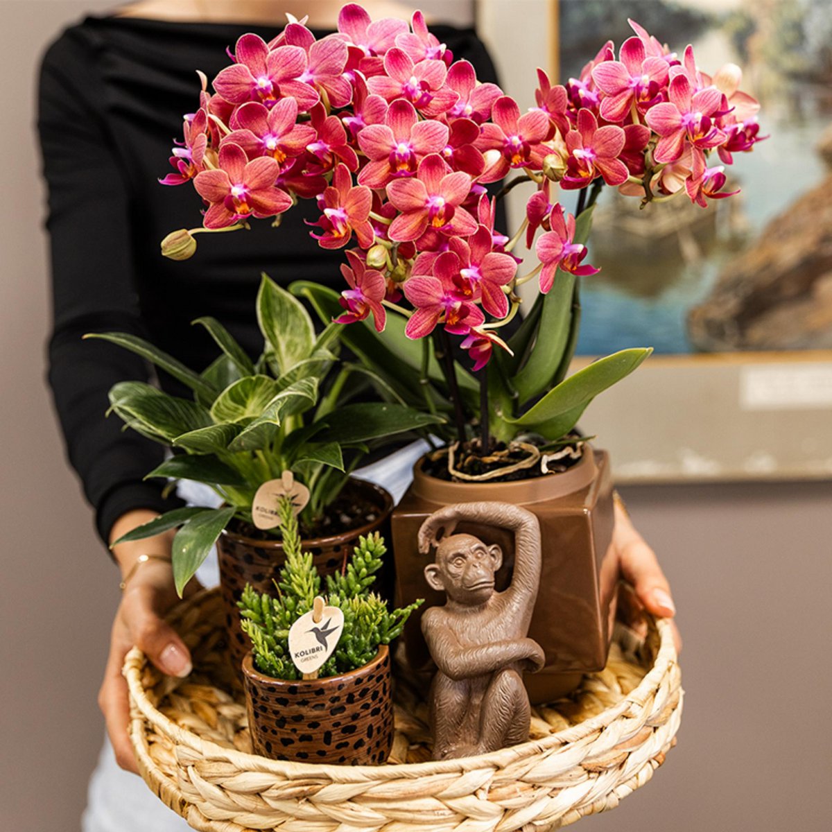 Rode Phalaenopsis orchidee Congo, 35 cm, potmaat Ø 9 cm