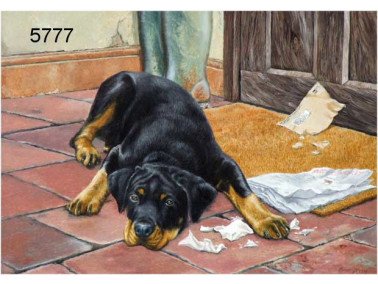 What?? wenskaart, 14 x 20 cm