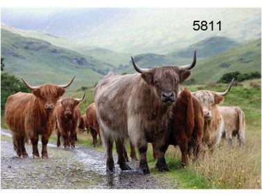 The Highlanders wenskaart, 14 x 20 cm