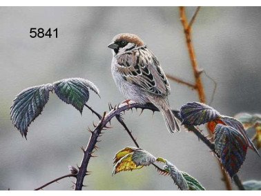 Tree sparrow wenskaart, 14 x 20 cm