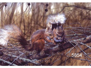 Red squirrels wenskaart, 14 x 20 cm