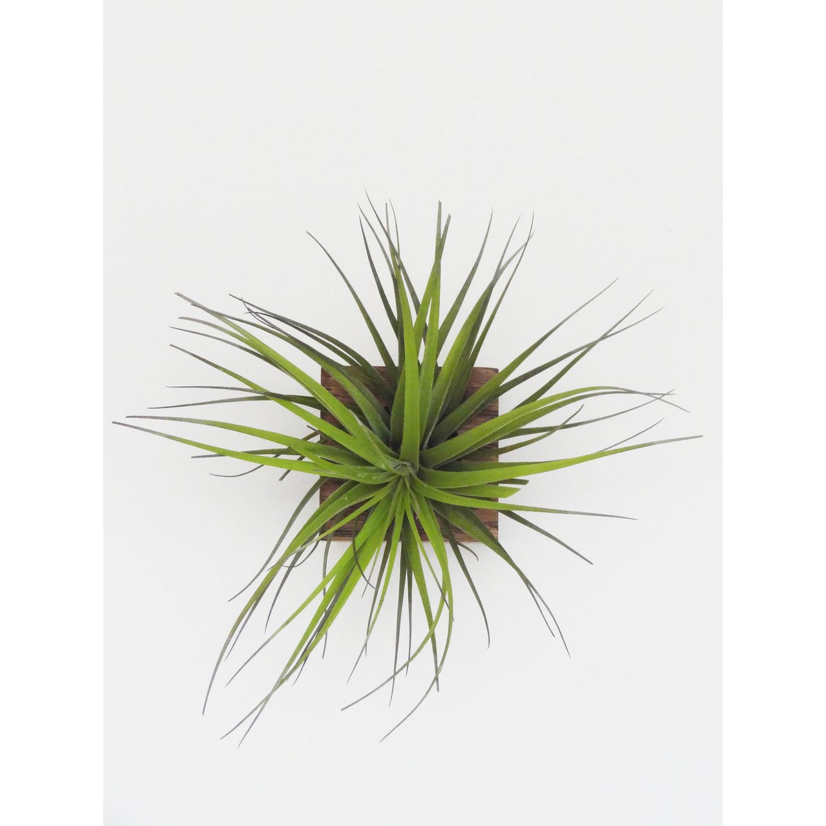 Hangende luchtplantenhouder, inclusief luchtplant, 6 × 6 × 6 cm