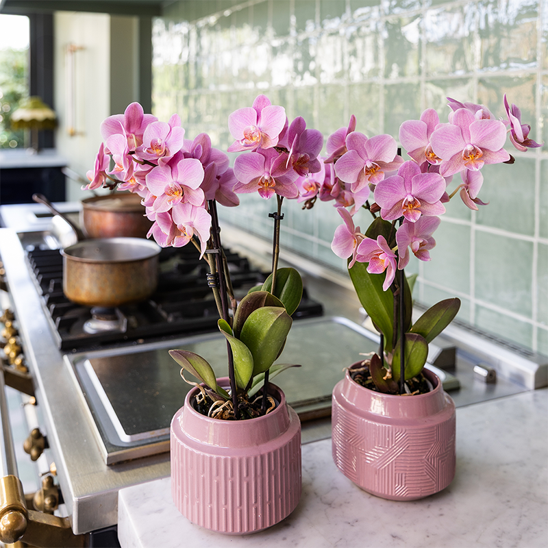 Oudroze Phalaenopsis orchideeën Treviso, combi deal 2 stuks, 45 cm, potmaat Ø 9 cm