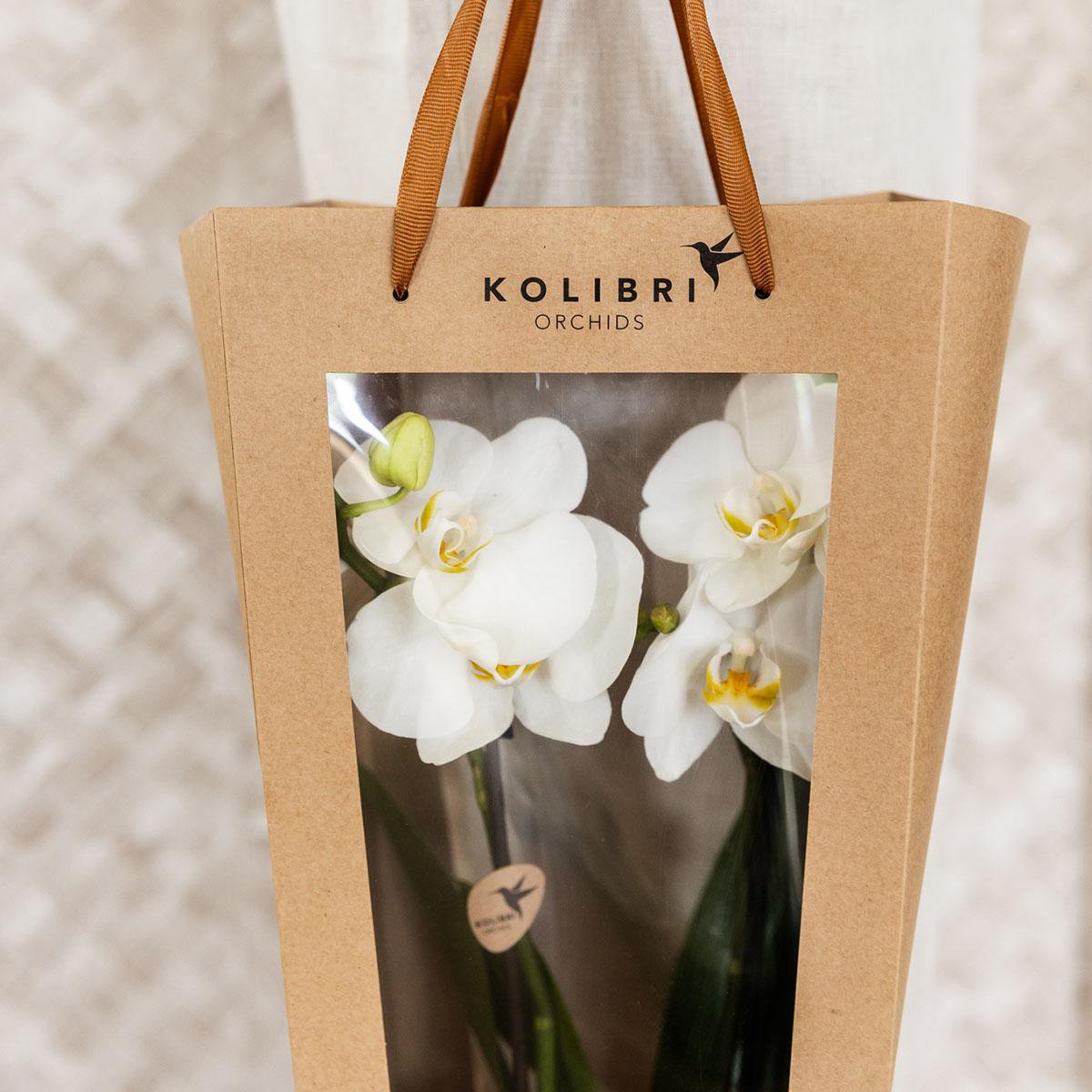 Cadeautasje voor orchidee met sierpot, wit, 45 cm