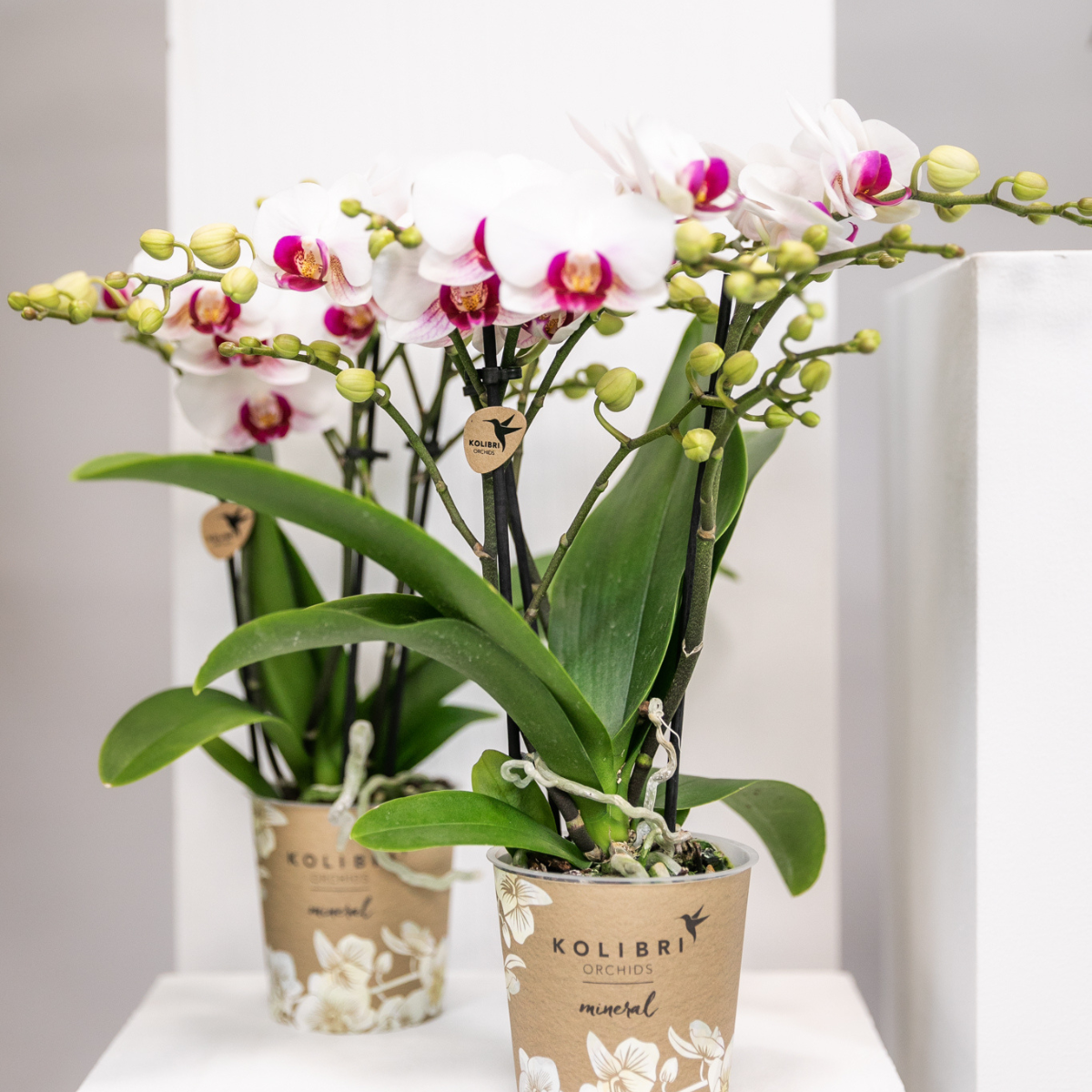 Witte Phalaenopsis orchidee Gibraltar, 45 cm, potmaat Ø 9 cm