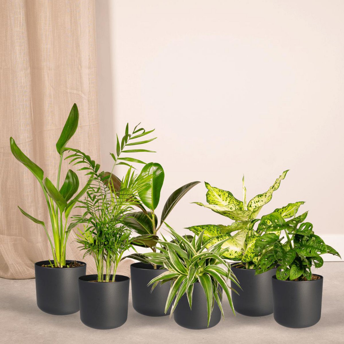 Kamerplanten verrassingsbox, 10 stuks, Ø 12 cm, hoogte tot 35 cm