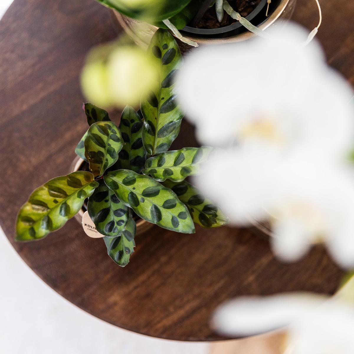 Calathea Makoyana, groene kamerplant, potmaat Ø 9 cm