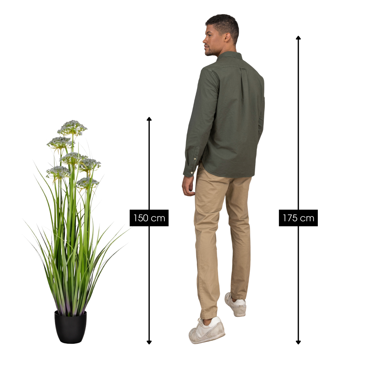 Engelwortel in groen en paars, met pot, 150 cm