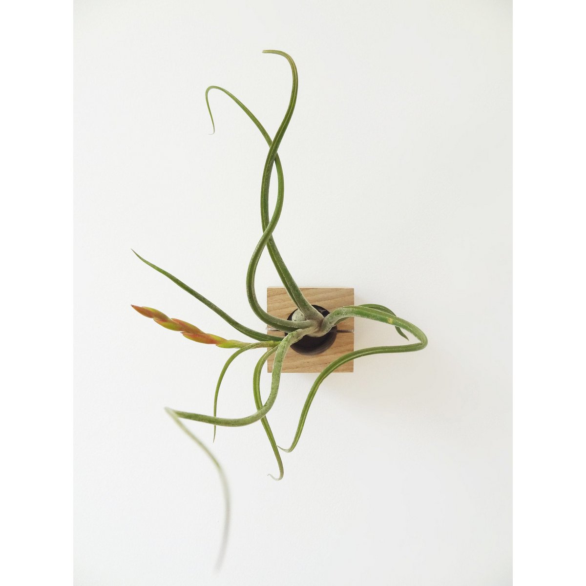 Hangende luchtplantenhouder, inclusief luchtplant, 6 × 6 × 6 cm