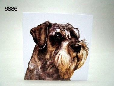 Schnauzer, wenskaart, 16 x 16 cm
