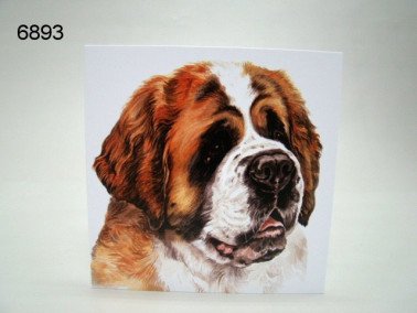 Sint Bernard, wenskaart, 16 x 16 cm