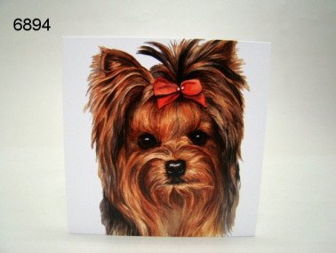 Yorkshire terrier, wenskaart, 16 x 16 cm