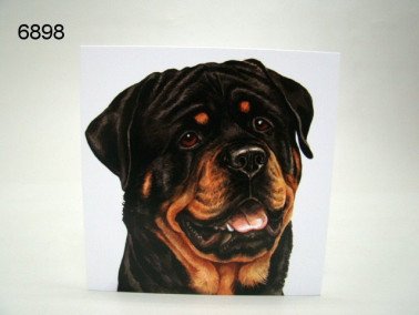 Rottweiler, wenskaart, 16 x 16 cm