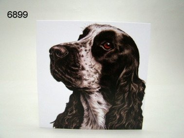 Cocker spaniel, wenskaart, 16 x 16 cm
