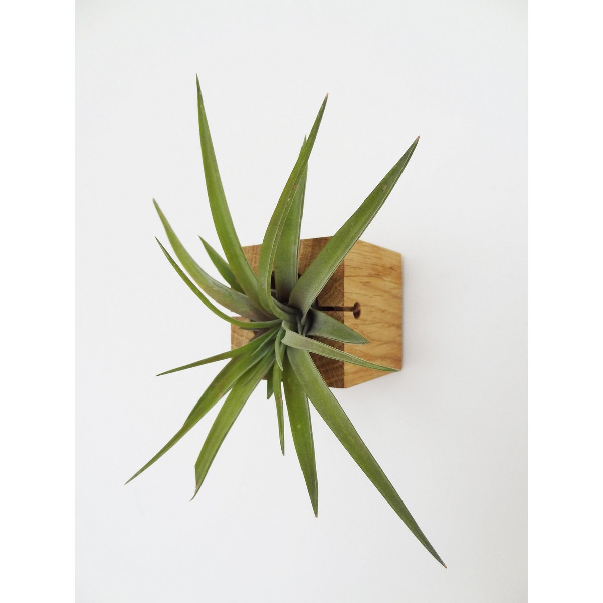 Hangende luchtplantenhouder, inclusief luchtplant, 6 × 6 × 6 cm