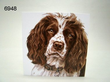 Springer spaniel, wenskaart, 16 x 16 cm