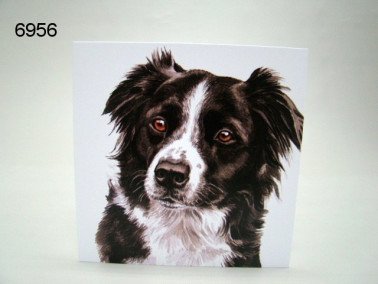 Border collie, wenskaart, 16 x 16 cm