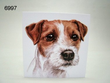 Jack Russell, wenskaart, 16 x 16 cm