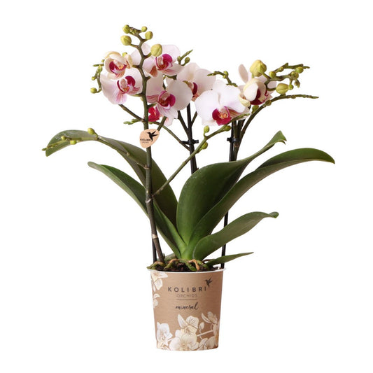 Witte Phalaenopsis orchidee Gibraltar, 45 cm, potmaat Ø 9 cm