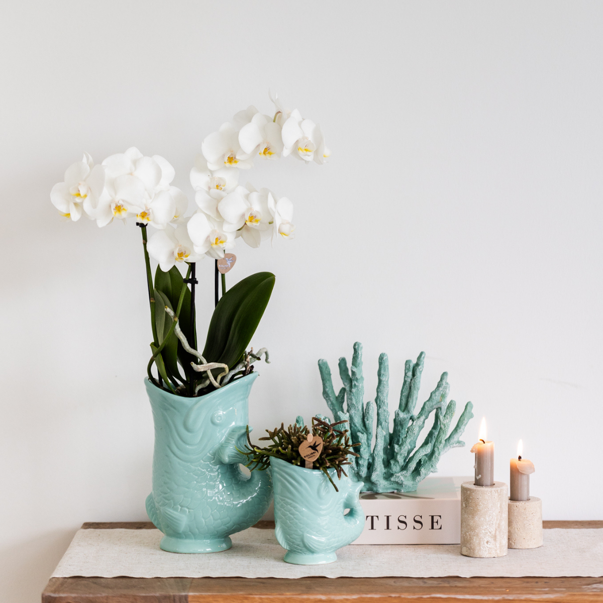 Witte Phalaenopsis Amabilis orchidee met Fish sierpot turquoise, 35 cm