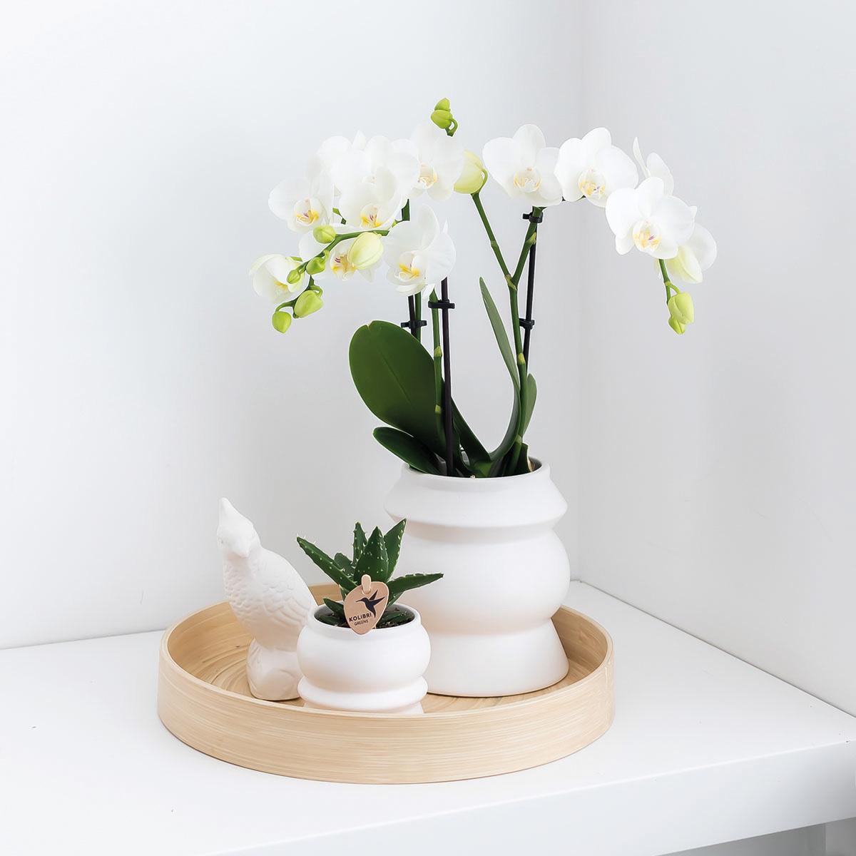 Phalaenopsis orchideeën surprise box, 4 stuks, eenkleurig, potmaat Ø 9 cm