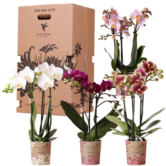 Phalaenopsis orchideeën surprise box, 4 stuks, mix, potmaat Ø 9 cm
