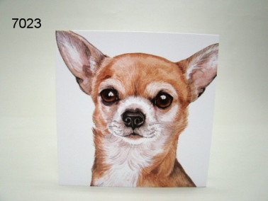 Chihuahua, wenskaart, 16 x 16 cm
