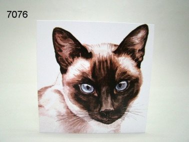 Poes, Siamees, wenskaart, 16 x 16 cm