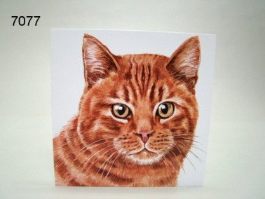 Poes wenskaart, 16 x 16 cm