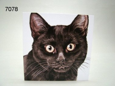 Poes, zwart, wenskaart, 16 x 16 cm