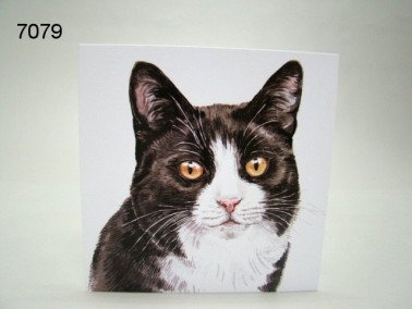 Poes, zwart/wit, wenskaart, 16 x 16 cm