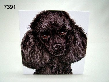 Poedel, wenskaart, 16 x 16 cm