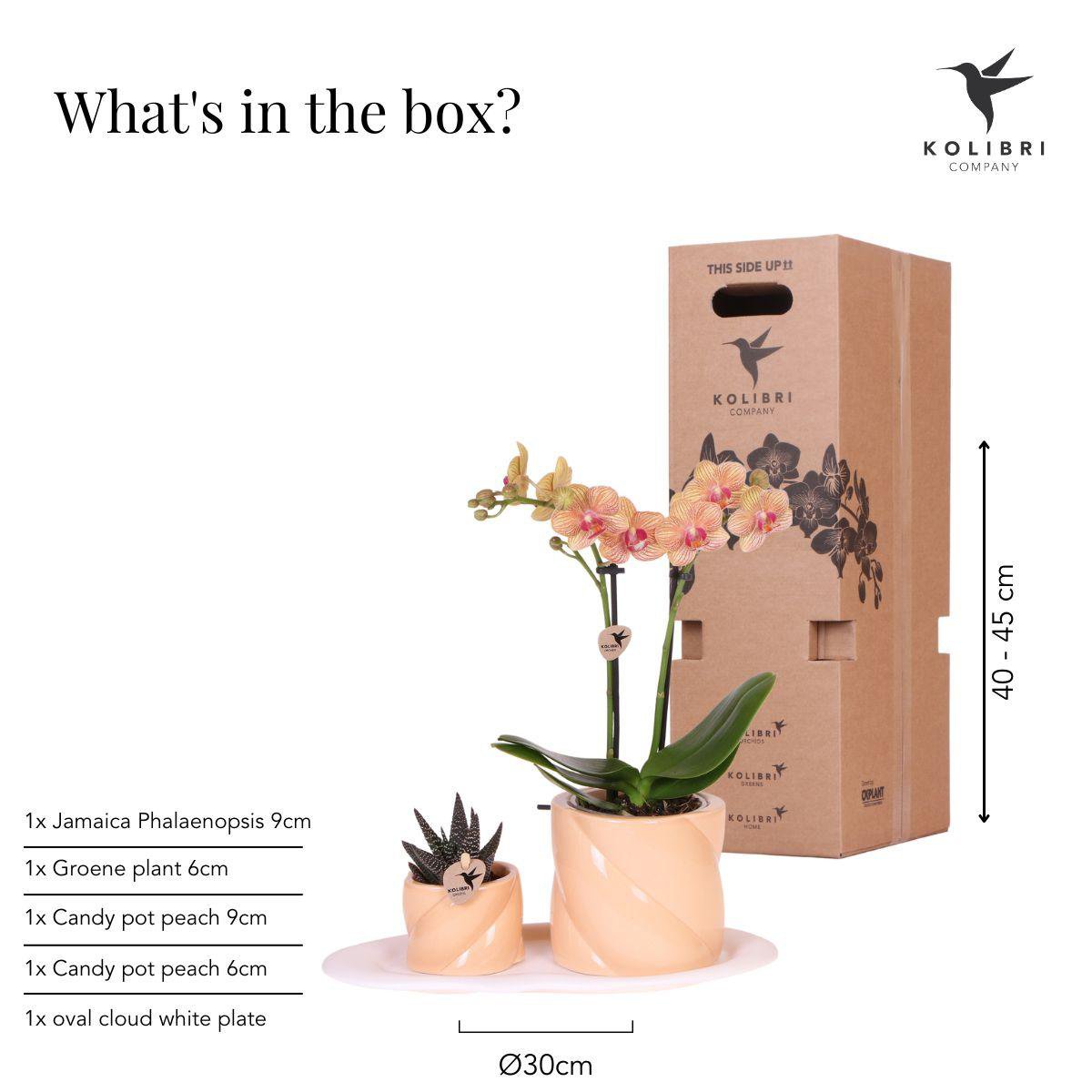 Phalaenopsis orchidee met groene plant en Optimism peach sierpotten, set, 35 cm