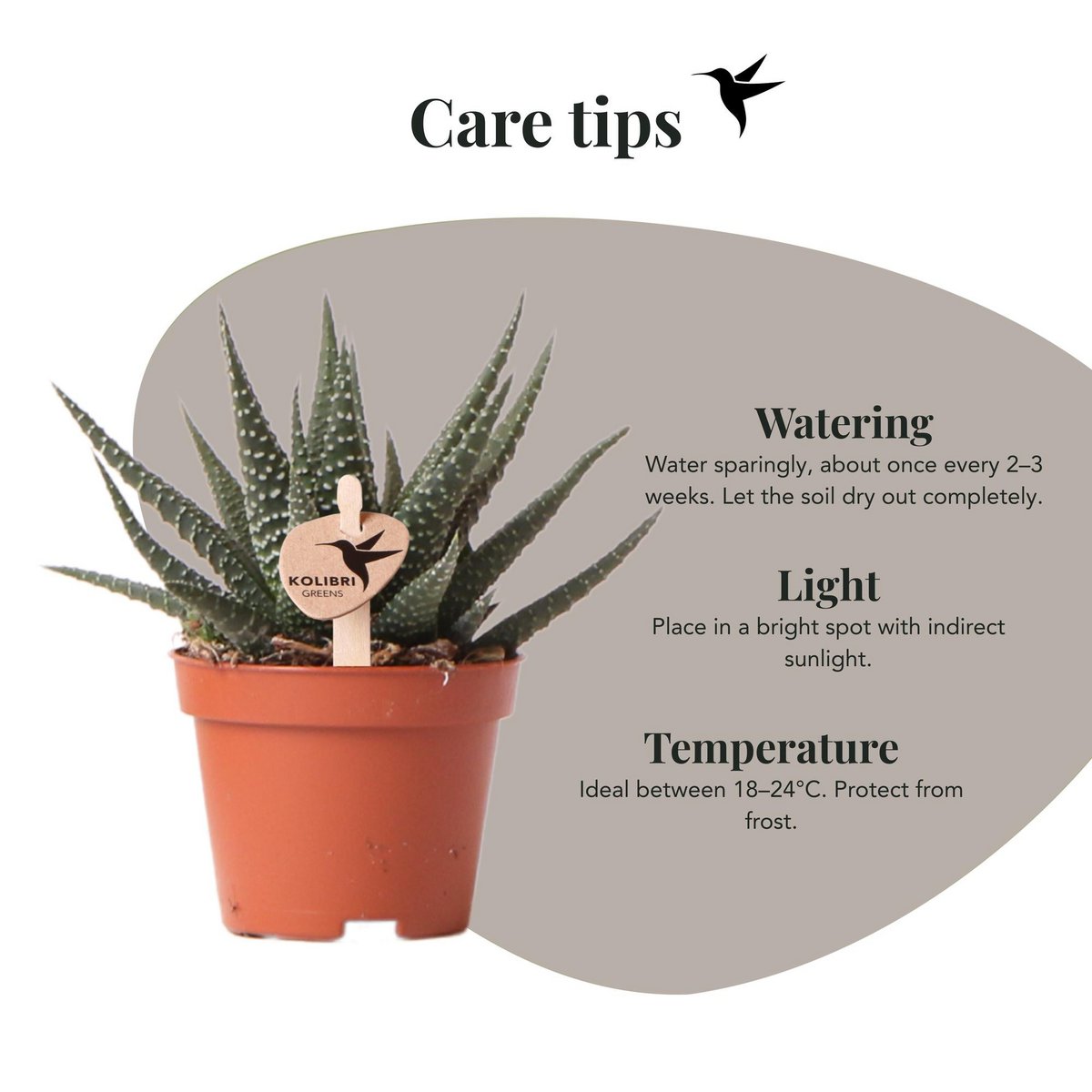 Haworthia Royal Highness, groene kamerplant, potmaat Ø 6 cm