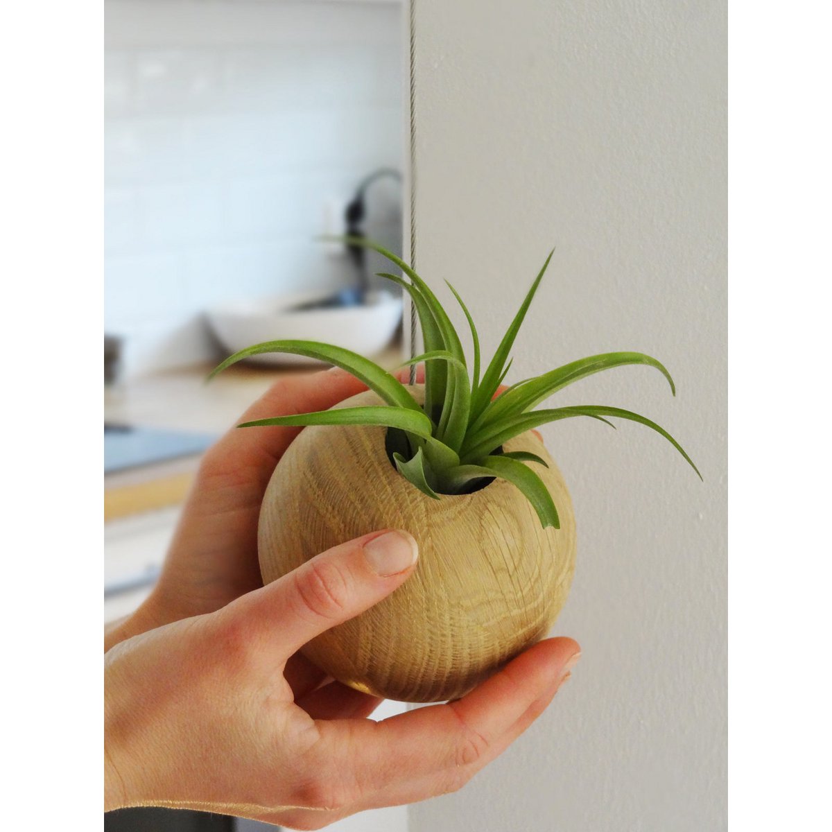 Hangende plantenhouder inclusief luchtplant, Ø 10 cm