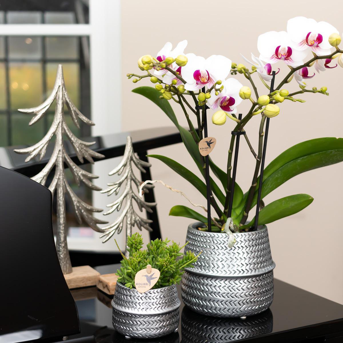 Witte Phalaenopsis orchidee Gibraltar, 45 cm, potmaat Ø 9 cm