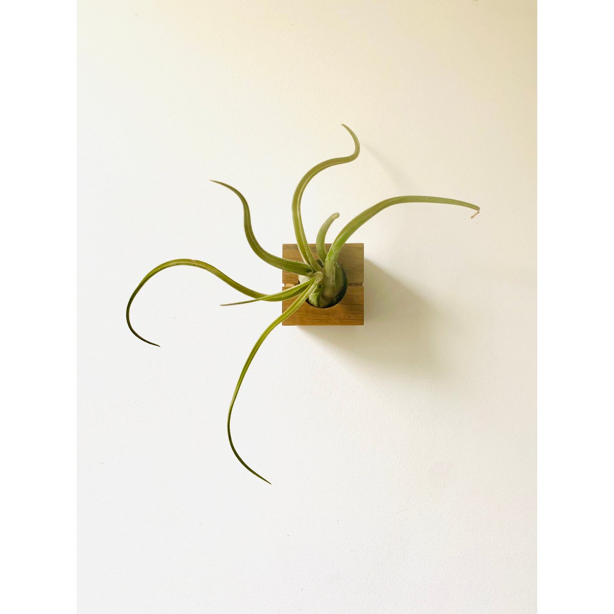 Hangende luchtplantenhouder, inclusief luchtplant, 6 × 6 × 6 cm